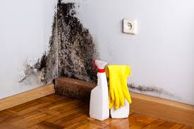 Best Black Mold Removal in Long Branch, NJ